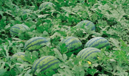 吃瓜爆料qq群2022草莓,吃瓜爆料QQ群里的甜蜜风暴