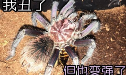 猪配种视频,从亲密接触至成功受孕